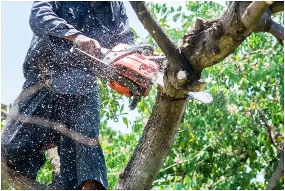 tree services South Coffeyville